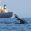 A blue whale swims near a large vessel in Sri Lanka, where it could be vulnerable to collisions. Credit: Asha de Vos