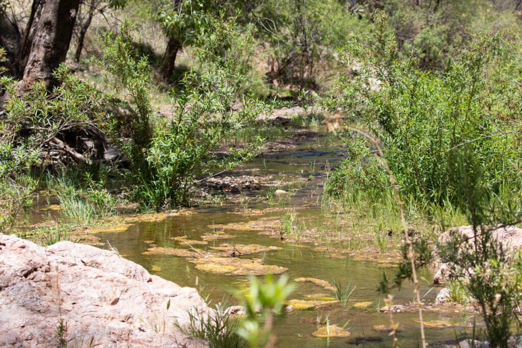 Harshaw Creek babbles over rocks and lush vegetation on May 8. Harshaw, which flows into Sonoita Creek near the town of Patagonia, was home to decades of hard rock mining for gold and silver in the area, according to the U.S. Forest Service. Like Sonoita Creek, cottonwood and willow trees line Harshaw Creek, two trees both integral parts of the vegetation in the ecosystem that provide for the creeks and wildlife. Credit: Esther Frances/Inside Climate News