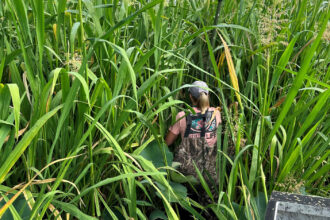 Alicia Carhart, Mississippi River vegetation specialist for the Wisconsin Department of Natural Resources, peers into a tall wild rice bed on the river in the summer of 2023. Credit: Alicia Carhart/Wisconsin DNR