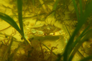 A crab inhabits a bed of eelgrass at Cape Cod National Seashore in Massachusetts. Eelgrass provides critical habitat for hundreds of species. Credit: Holly Plaisted/National Park Service