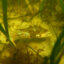 A crab inhabits a bed of eelgrass at Cape Cod National Seashore in Massachusetts. Eelgrass provides critical habitat for hundreds of species. Credit: Holly Plaisted/National Park Service