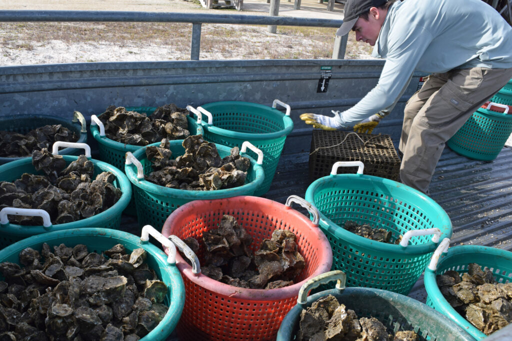 Mobile Baykeeper’s Oyster Gardening Program aims to grow and deploy a large number of oysters back into the bay to help rebuild the historic oyster reefs that have declined over 80% due to issues like overharvesting, mining and water quality changes. Credit: Courtesy of Mobile Baykeeper
