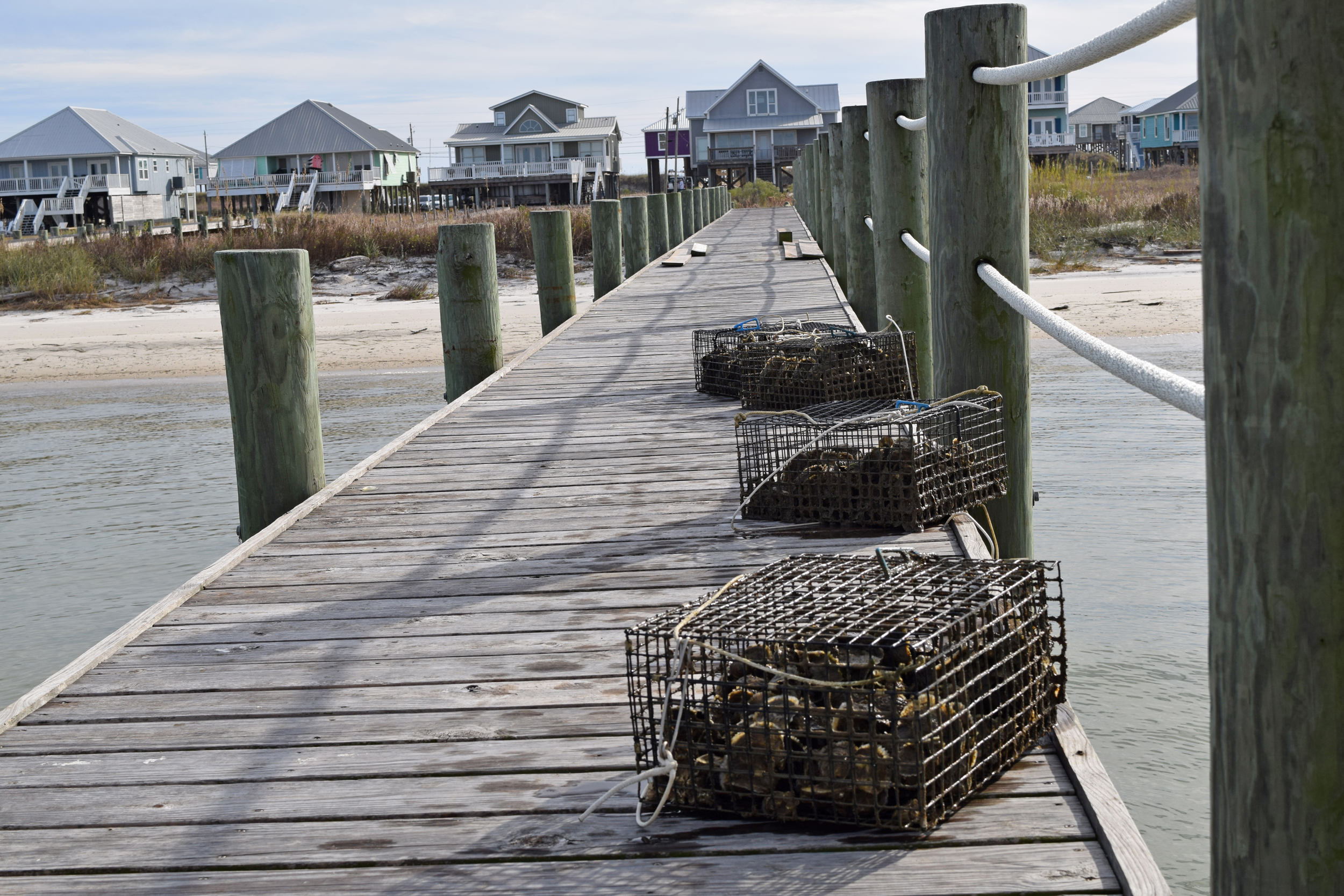 By having volunteers host oyster cages on their docks, Mobile Baykeeper’s Oyster Gardening Program can scale up the number of oysters grown and returned to the bay. Last year, they put back around 40,000 oysters, and this year they are on track for 100,000. Credit: Courtesy of Mobile Baykeeper