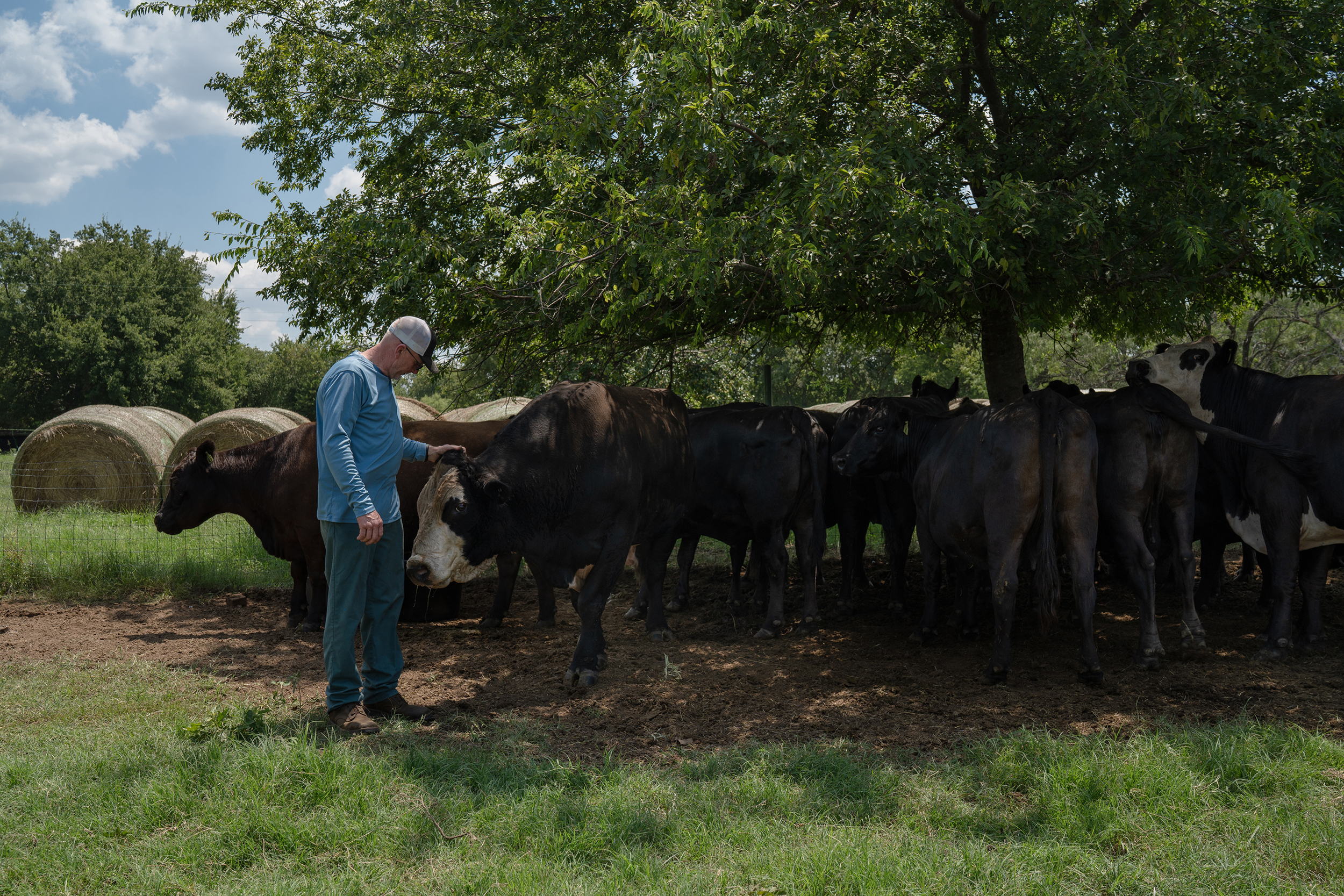 Tony Coleman pets "Tank," a bull they raised and bottle-fed as a calf on their property in Grandview on Aug. 5. Credit: Azul Sordo for The Texas Tribune