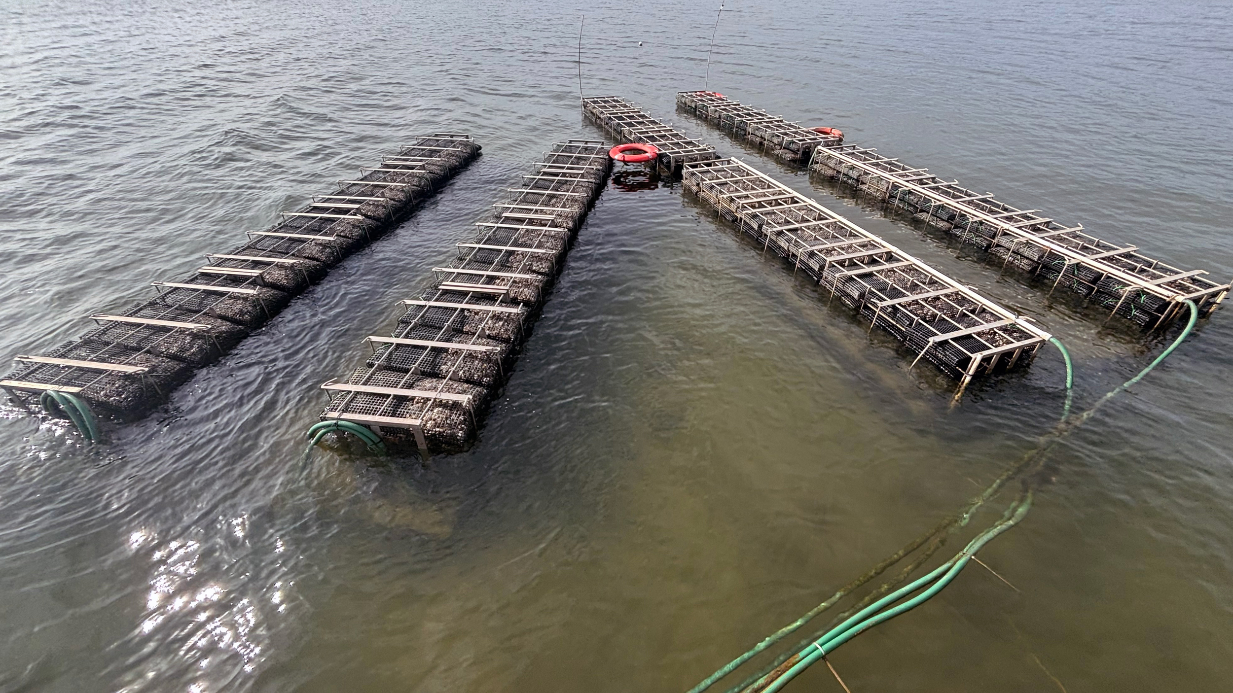 Andy Depaola plans to focus on expanding his use of Shellelevators to improve the profitability and sustainability of his oyster farm. Credit: Andy Depaola