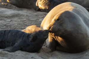 The two seals are touching their noses together. Sunlight glints off them.