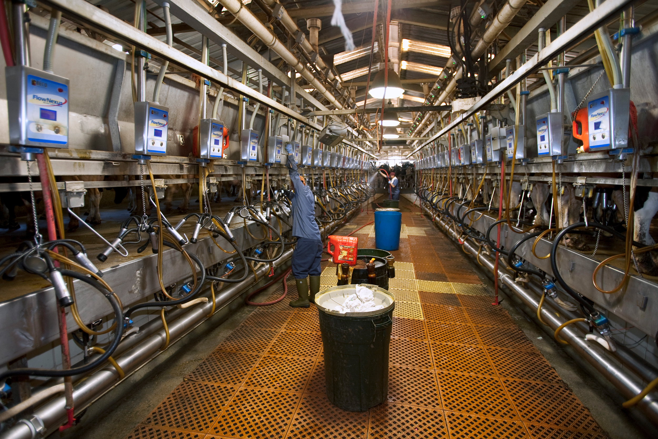 Workers perform milking operations at a dairy farm in San Joaquin Valley, Calif. Credit: Ed Young/Universal Images Group via Getty Images
