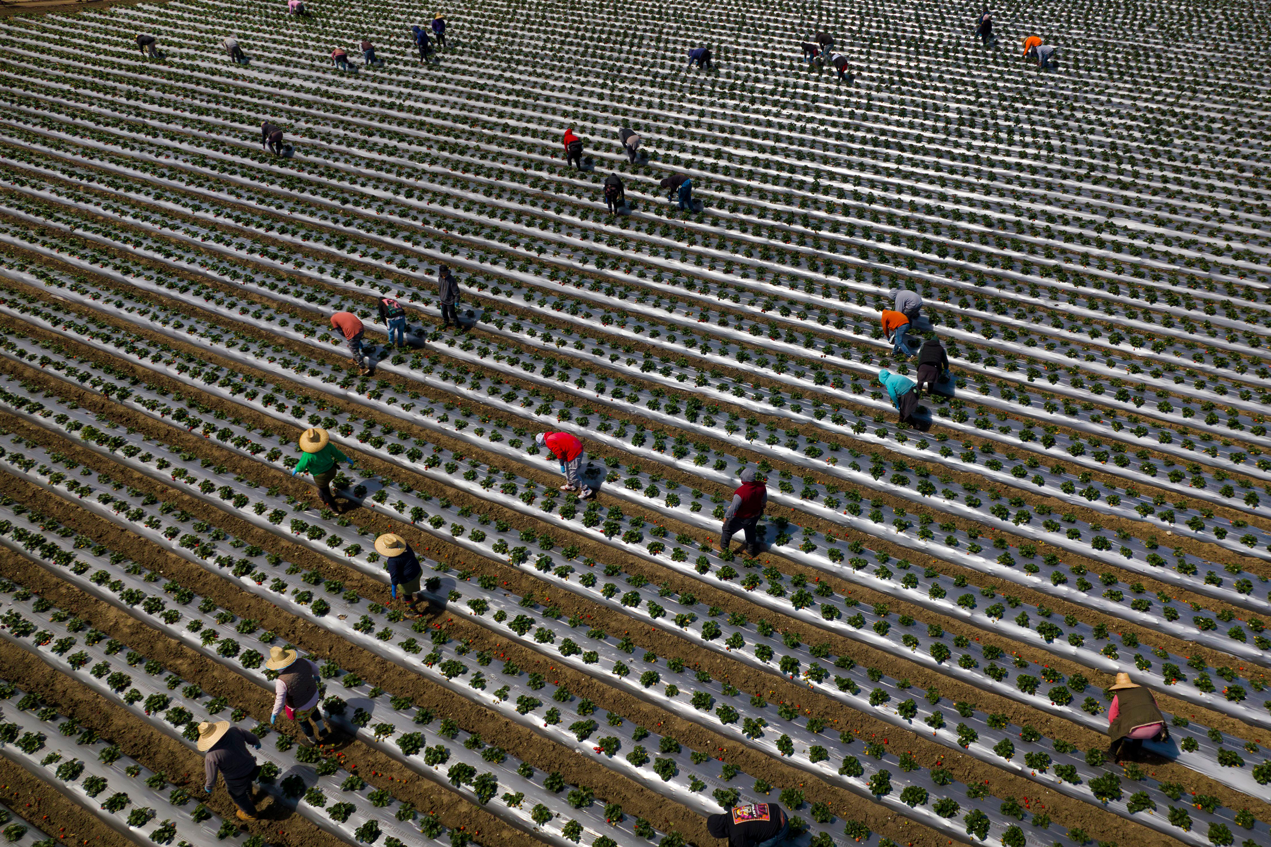Migrant workers pick strawberries during harvest on a farm south of San Francisco. Credit: Visions of America/Joe Sohm/Universal Images Group via Getty Images