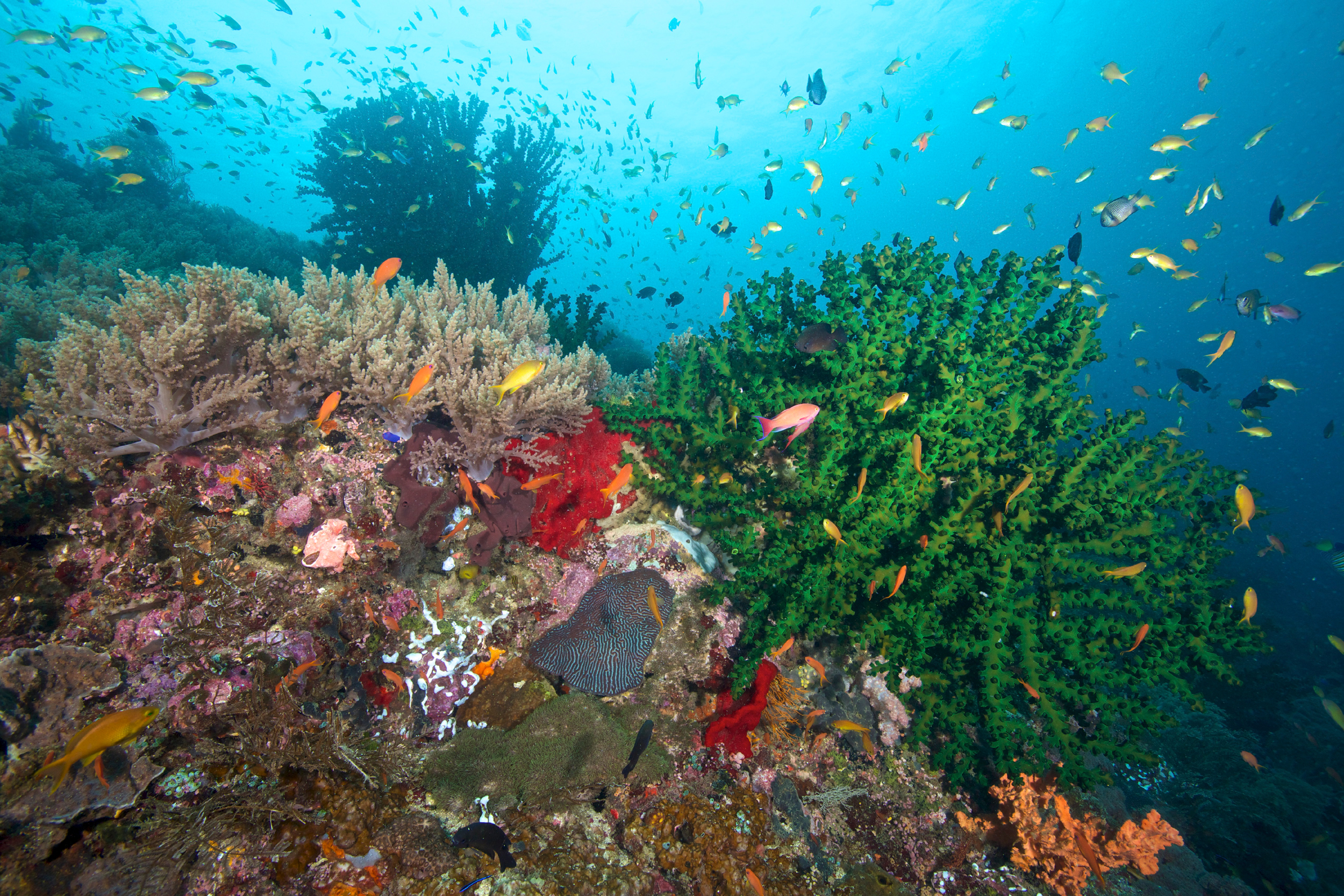 Coral and reef fish are seen off the coast of the Philippines in the Coral Triangle. The marine area spans more than 4 million square miles across seven countries and hosts nearly 80 percent of the world’s coral species and 30 percent of its reefs. Credit: Steve De Neef/VW Pics/Universal Images Group via Getty Images