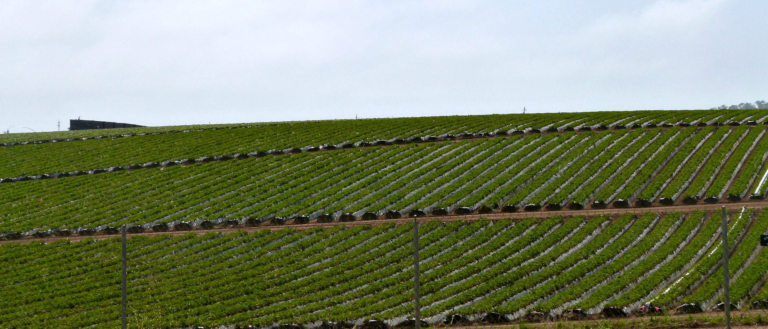 A view of strawberry fields south of Watsonville, Calif., where growers inject large volumes of toxic fumigants 1,3-D and chloropicrin into the soil to kill pests. Credit: Liza Gross/Inside Climate News