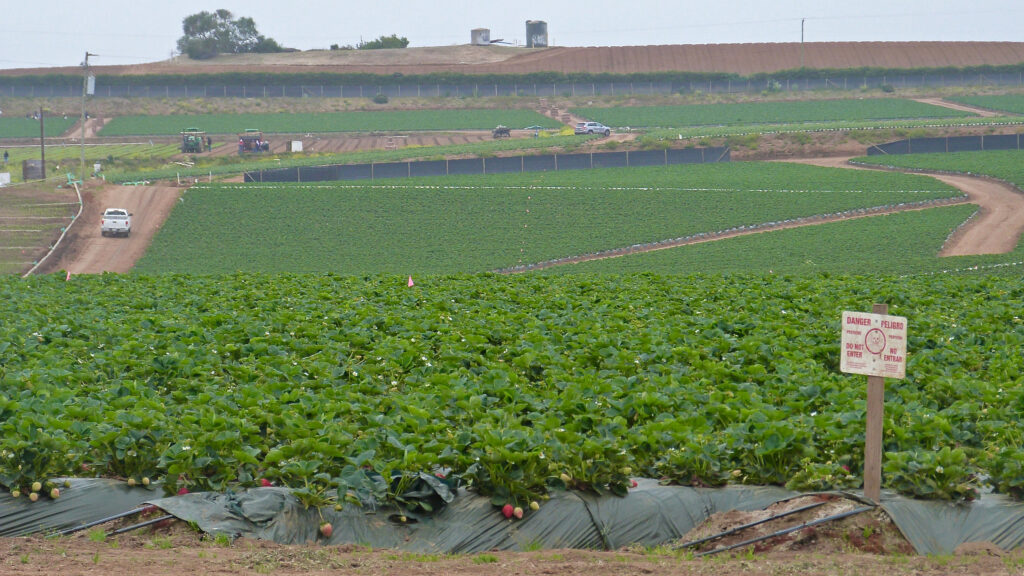 Strawberry growers inject fumigants like 1,3-D into the soil before planting to kill pests. But tarps often rip or get dislodged by wind, critics say, potentially exposing bystanders to cancer-causing chemicals. Credit: Liza Gross/Inside Climate News