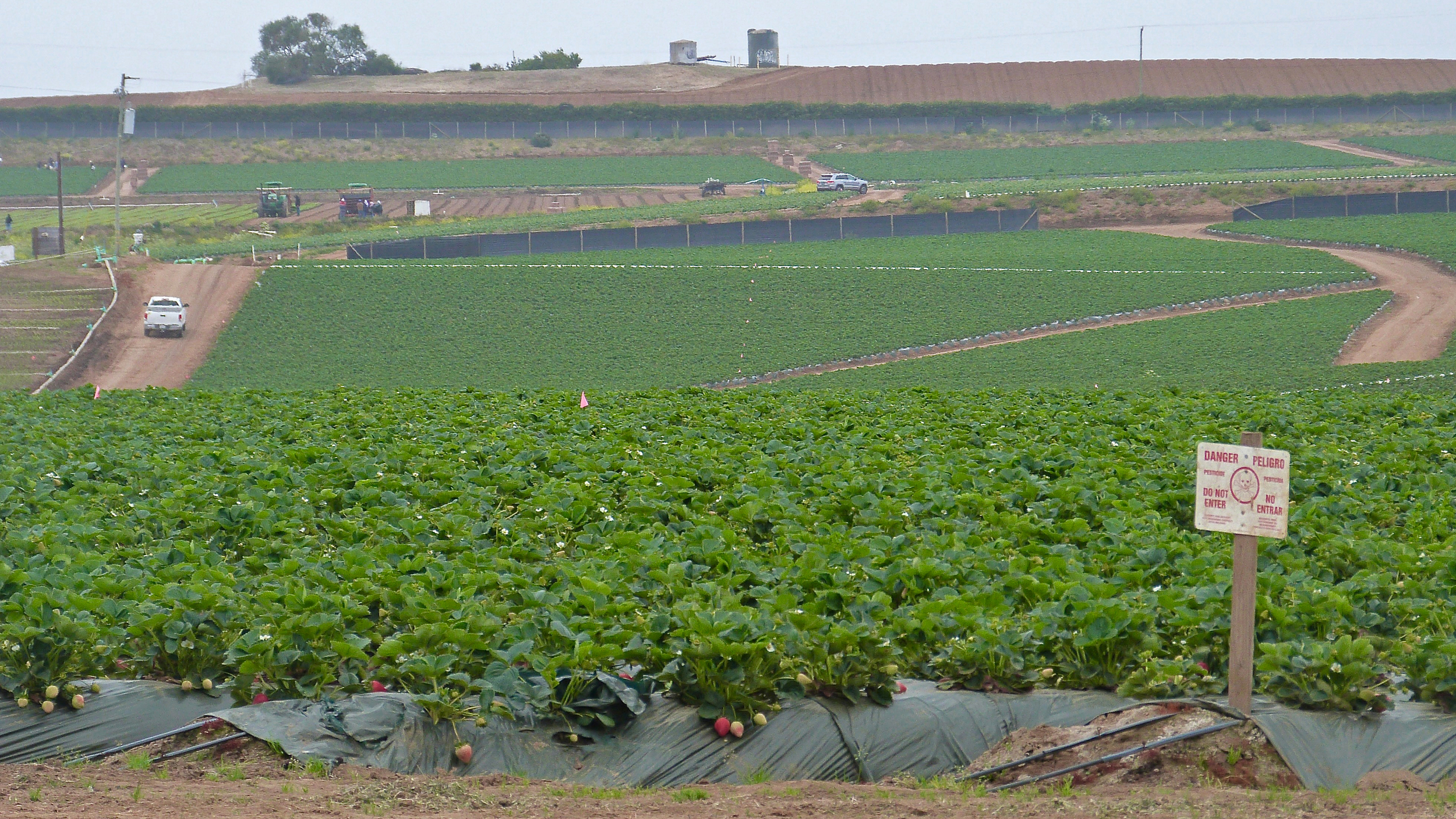 Los productores de fresas inyectan fumigantes como 1,3-D en la tierra antes de plantar para matar plagas. Pero los críticos dicen que las lonas que se usan para cubrir la tierra a menudo se rompen o se desprenden, lo cual puede exponer a los transeúntes a sustancias químicas cancerígenas. Crédito: Liza Gross/Inside Climate News