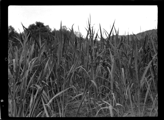A 1939 photo of wild rice on Blue Lake in La Crescent, Minn., on the Mississippi River. Credit: Upper Mississippi River National Fish and Wildlife Refuge