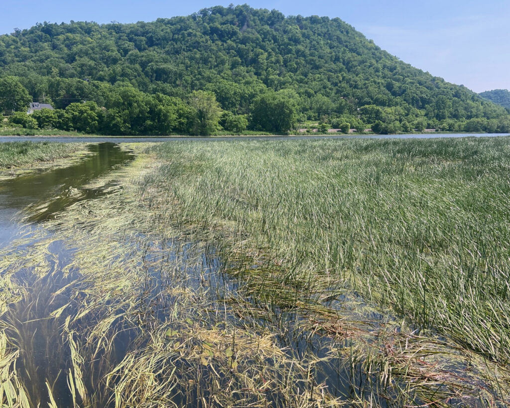 Wild rice is pictured in the floating-leaf stage on the upper Mississippi River in June 2023. The floating-leaf stage occurs before the plant matures. Credit: Alicia Carhart/Wisconsin DNR 