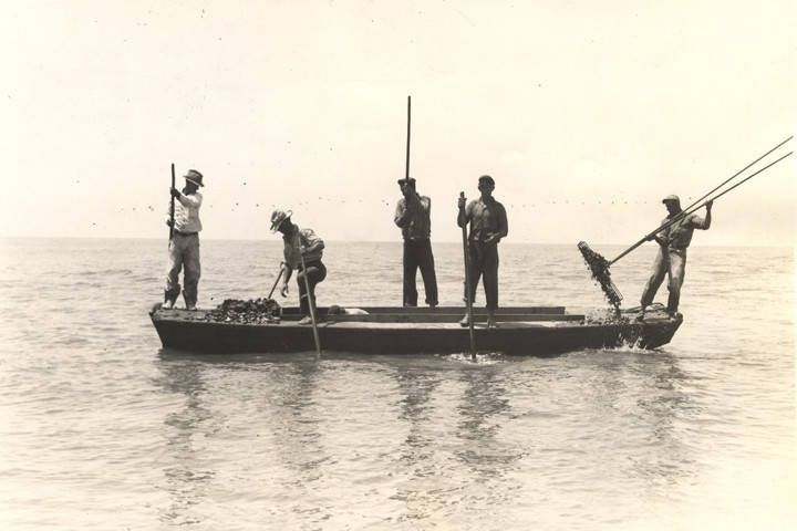 Works Progress Administration workmen tong seed oysters in water of a depth of two or three feet on Aug. 2, 1938. Credit: Stanley Paulger