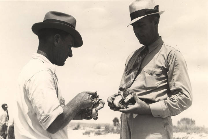Julius Patronas, the Works Progress Administration supervisor of the oyster planting project, counts clustered seed oysters and explains to L.B. McAdams, WPA area engineer, why replanting is necessary for their growth on Aug. 2, 1938. Credit: Stanley Paulger