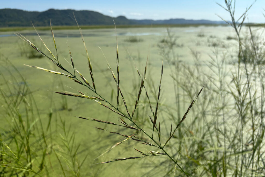 A wild rice plant is pictured on the upper Mississippi River near Goose Island County Park in the town of Shelby on Sept. 17. Credit: Madeline Heim/Milwaukee Journal Sentinel