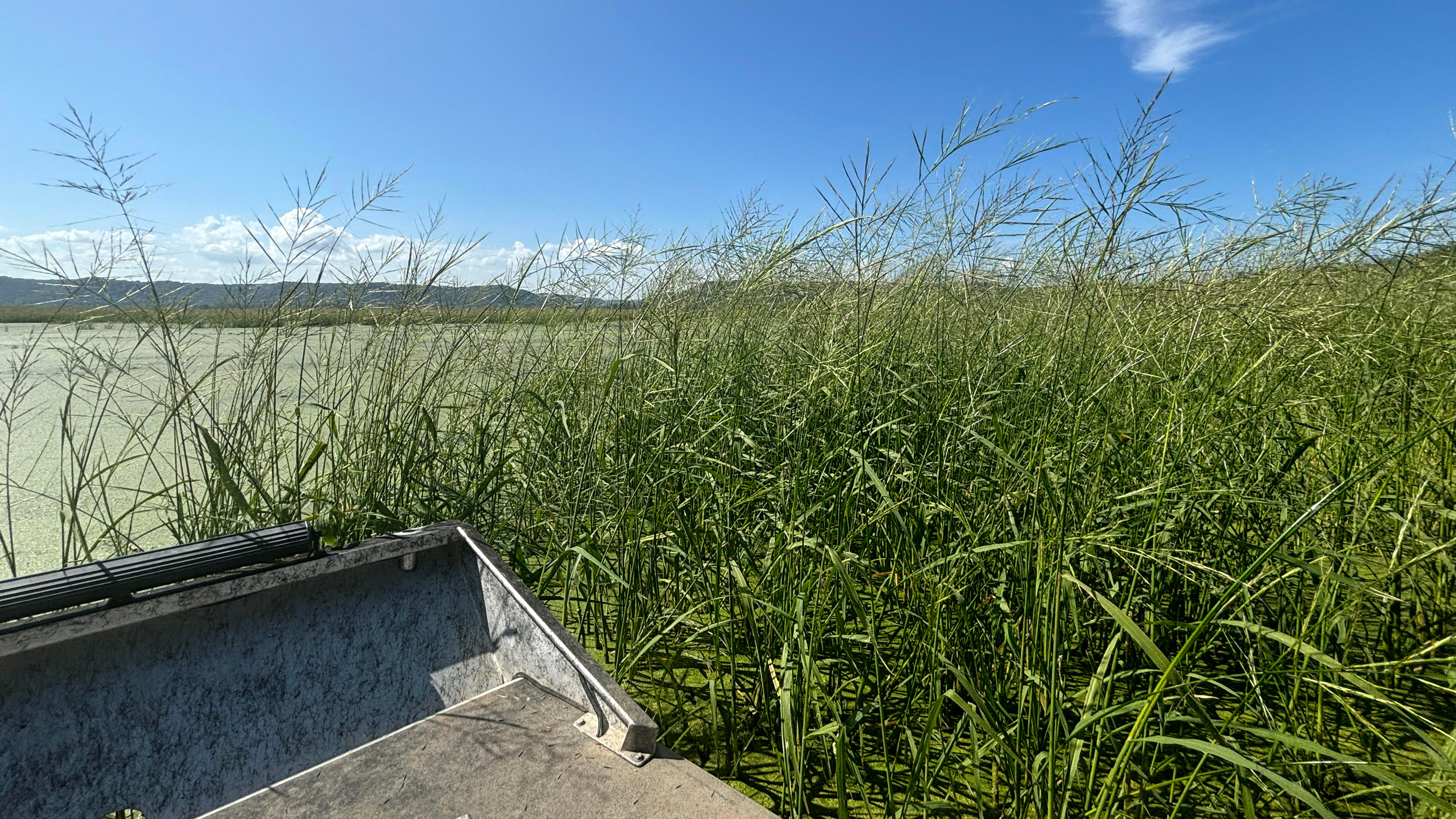 A wild rice bed grows on the upper Mississippi River near Goose Island County Park on Sept. 17 in the town of Shelby, Wis. After disappearing for decades, wild rice is rebounding on parts of the upper river. Credit: Madeline Heim/Milwaukee Journal Sentinel
