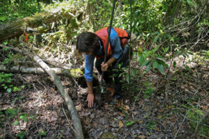 Eric Soderholm, coastal wetlands restoration lead at The Nature Conservancy, takes a soil sample to evaluate the water saturation of peat at the Great Dismal Swamp in Virginia. Credit: Sydney Bezanson/The Nature Conservancy