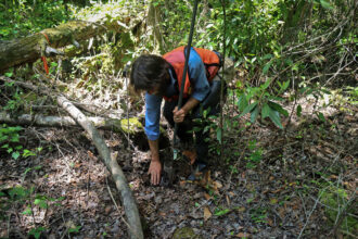 Eric Soderholm, coastal wetlands restoration lead at The Nature Conservancy, takes a soil sample to evaluate the water saturation of peat at the Great Dismal Swamp in Virginia. Credit: Sydney Bezanson/The Nature Conservancy