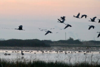 Sandhill cranes fly in for the night at the Woodbridge Ecological Reserve in the Sacramento-San Joaquin Delta, one of their favorite roosting spots in California’s Central Valley. Credit: Liza Gross/Inside Climate News