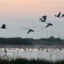 Sandhill cranes fly in for the night at the Woodbridge Ecological Reserve in the Sacramento-San Joaquin Delta, one of their favorite roosting spots in California’s Central Valley. Credit: Liza Gross/Inside Climate News