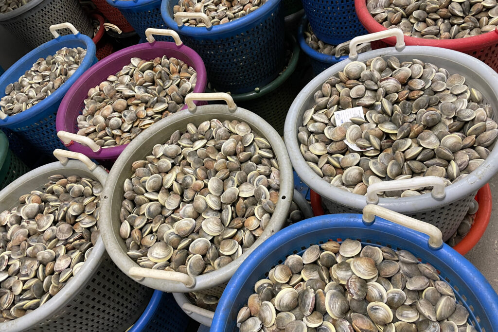 Cedar Key’s clam production accounts for more than 80 percent of the state’s shellfish aquaculture industry. Credit: Amy Green/Inside Climate News