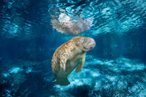 A Florida manatee swims at the Three Sisters Springs wildlife refuge in Crystal River, Fla. Credit: Dave Fleetham/Design Pics Editorial via Getty Images