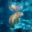 A Florida manatee swims at the Three Sisters Springs wildlife refuge in Crystal River, Fla. Credit: Dave Fleetham/Design Pics Editorial via Getty Images