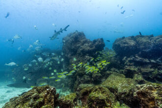 Fish and sharks swim around North Seymour Island in Ecuador’s Galapagos Islands on March 8, 2024. Credit: Ernesto Benavides/AFP via Getty Images