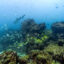 Fish and sharks swim around North Seymour Island in Ecuador’s Galapagos Islands on March 8, 2024. Credit: Ernesto Benavides/AFP via Getty Images