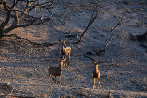 A family of deer gather around burned trees from the Palisades Fire at Will Rogers State Park on Jan. 9 in Los Angeles. Credit: Apu Gomes/Getty Images