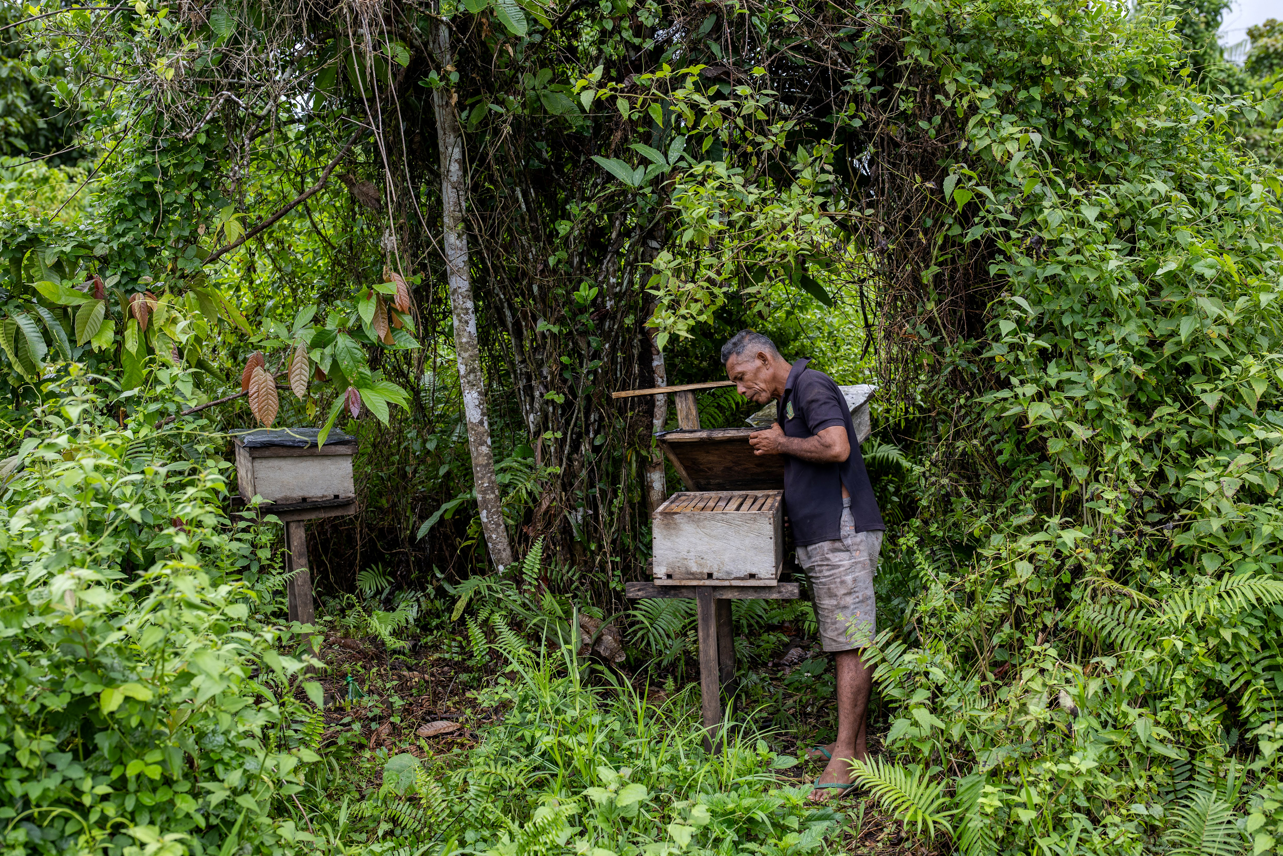Sem Sulasi inspects beehives in a Halmahera forest on Aug. 17, 2024.