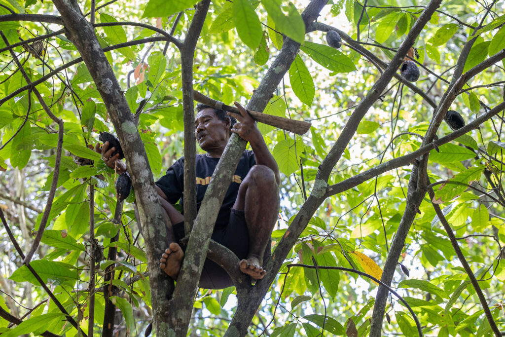 Adrian Patapata holds dried cocoa pods that were damaged by flooding in a plantation near the Indonesia Weda Industrial Park.
