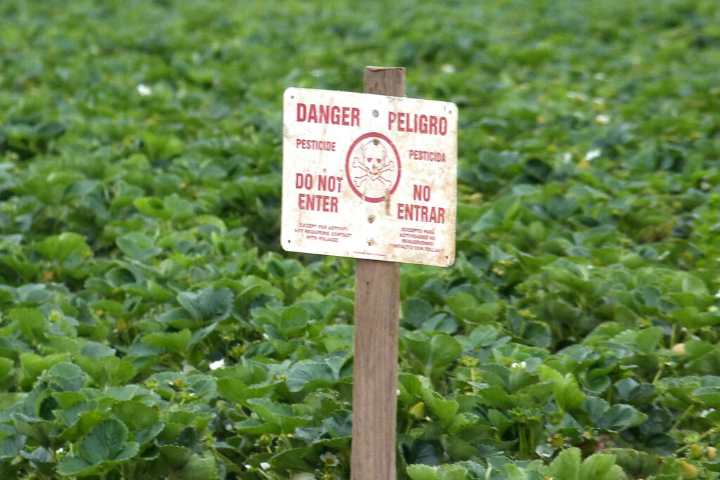 Strawberry growers inject fumigants like 1,3-D into the soil to kill pests before planting seeds. Credit: Liza Gross/Inside Climate News