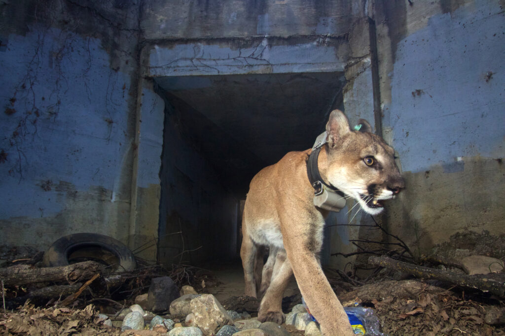 An adult male mountain lion travels through a tunnel under Highway 101, heading south toward California’s Santa Monica Mountains in 2018. Credit: National Parks Service