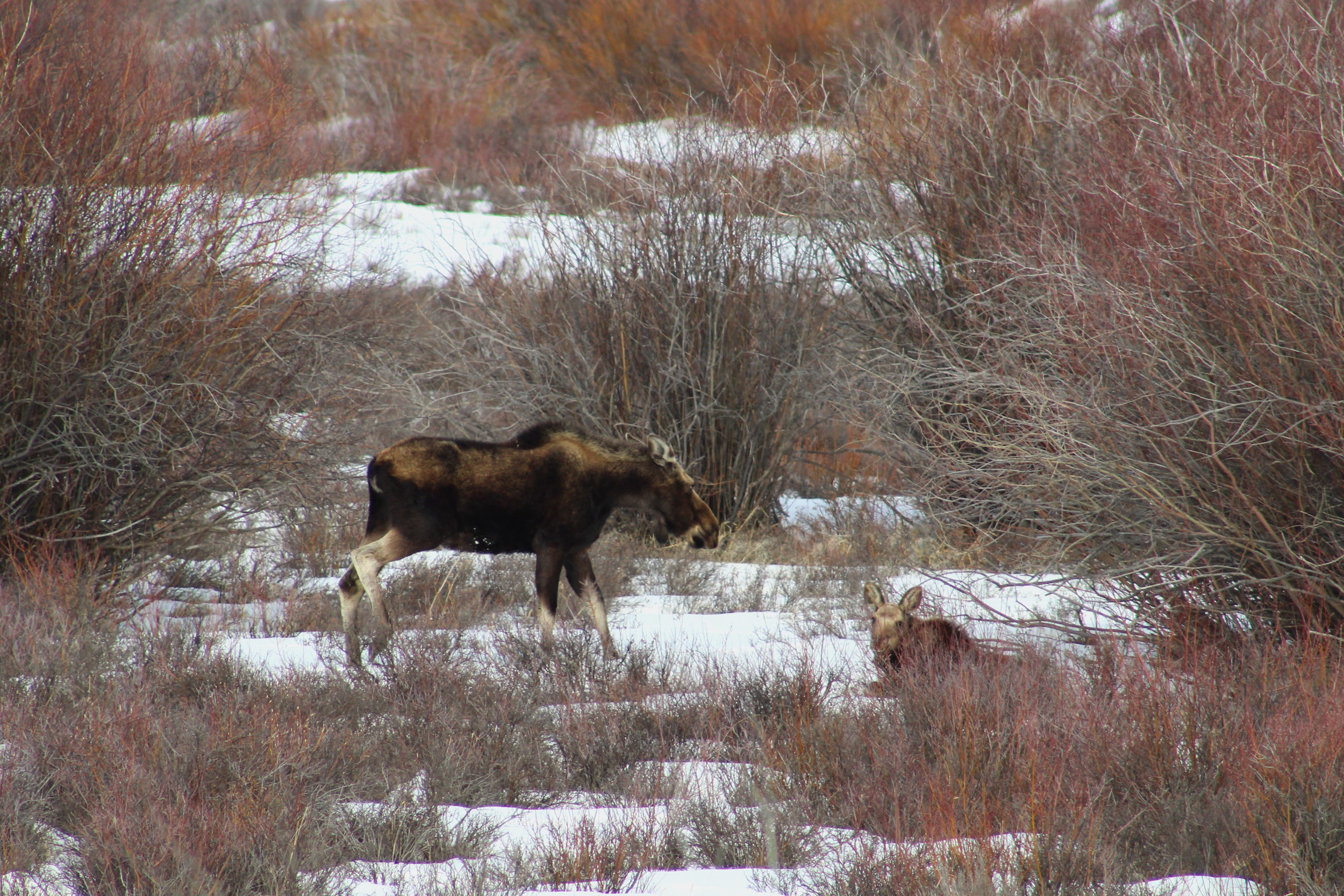 A moose walks alongside the Green River in Sublette County, Wyo. on March 27, 2024. A project to improve riparian habitat along the Green River is among those awaiting details on $388.3 million in federal grants. Credit: Alex Hager/KUNC