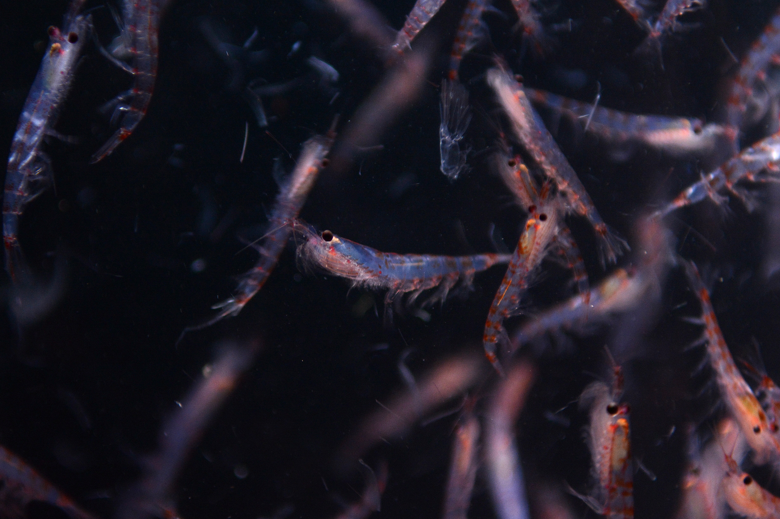 Antarctic krill are caught in the Bransfield Strait of the Antarctic Peninsula. Catching and measuring a small number of krill allows scientists to understand the sizes of individuals that make up the swarms. Credit: Ryan Reisinger