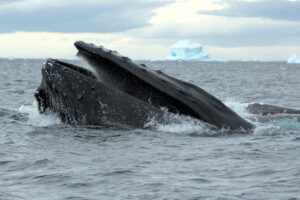 A humpback whale lunges out of the water while feeding on krill in the Gerlache Strait in the Western Antarctic Peninsula. Credit: Ryan Reisinger