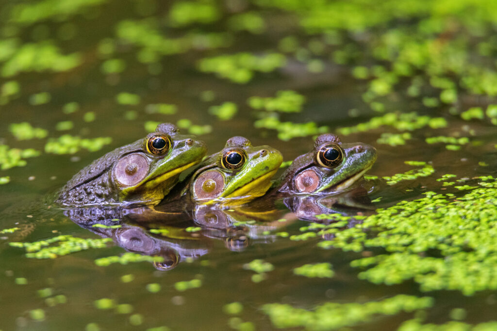 Green Frogs float through a portion of Nine Mile Swamp owned and protected by The Wetland Trust in New York. Credit: Michelle Herman/The Wetland Trust