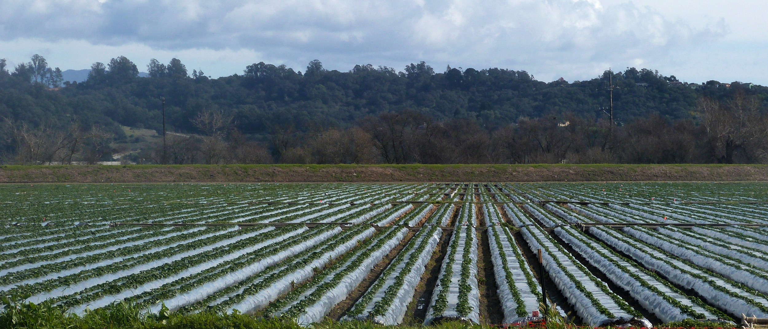 Rows of strawberries are covered with tarps meant to contain 1,3-D. But the covers often rip or get dislodged by wind, farmworkers say, potentially exposing bystanders to cancer-causing chemicals. Credit: Liza Gross/Inside Climate News