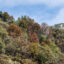 Since 2019, forest regions from the Chilean Coast to the Andes Mountains have turned brown as leaves lose their green color. Credit: Benito Rosende