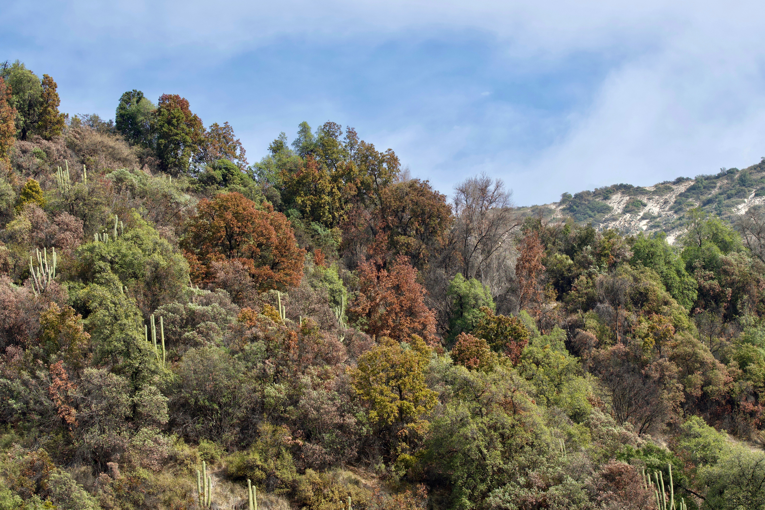 Since 2019, forest regions from the Chilean Coast to the Andes Mountains have turned brown as leaves lose their green color. Credit: Benito Rosende