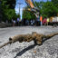 A section of lead pipe that supplied drinking water to a home in Troy, N.Y. is removed on May 20, 2024. Credit: Will Waldron/Albany Times Union via Getty Images