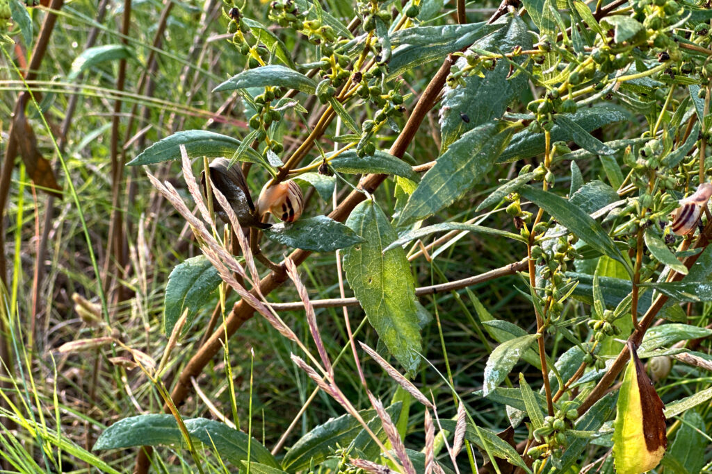 The vegetation at Saw Mill Creek Marsh on Staten Island’s West Shore. Credit: Courtesy of WSP