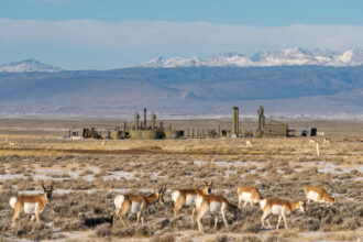 Pronghorn roam through a natural gas field in the Green River Basin, managed by the Bureau of Land Management, in Southwestern Wyoming. Credit: Tara Boucher/BLM Wyoming