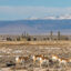 Pronghorn roam through a natural gas field in the Green River Basin, managed by the Bureau of Land Management, in Southwestern Wyoming. Credit: Tara Boucher/BLM Wyoming