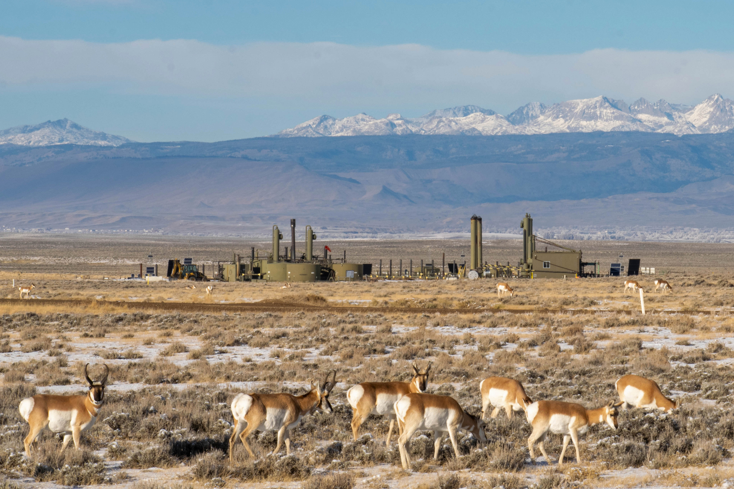 Pronghorn roam through a natural gas field in the Green River Basin, managed by the Bureau of Land Management, in Southwestern Wyoming. Credit: Tara Boucher/BLM Wyoming