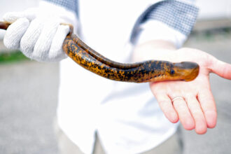 The Great Lakes sea lamprey control program is tasked with targeting the invasive eel that threatens fish across the region. Credit: A. Miehls/Great Lakes Fishery Commission