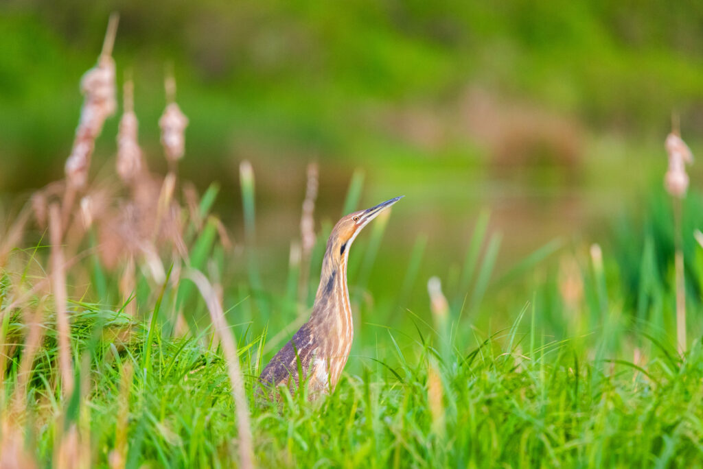 An American bittern is observed during a marsh bird survey at The Wetland Trust’s Unadilla Valley Preserve. Credit: Michelle Herman/The Wetland Trust